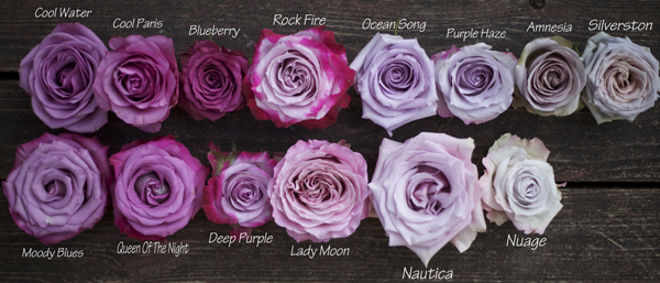 types of beautiful purple roses for houston delivery texas
