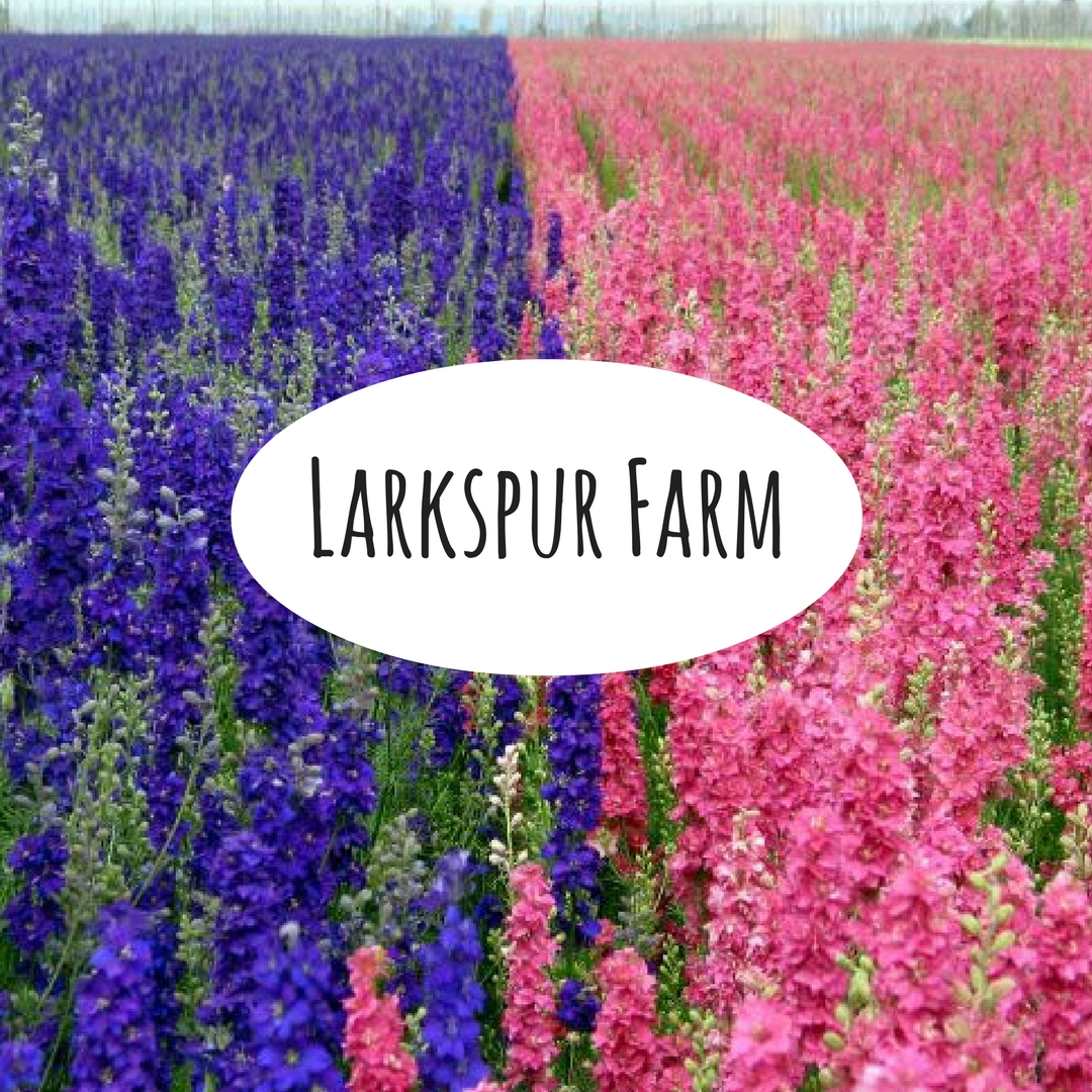 larkspur flower spotlight florist in pasadena tx 4