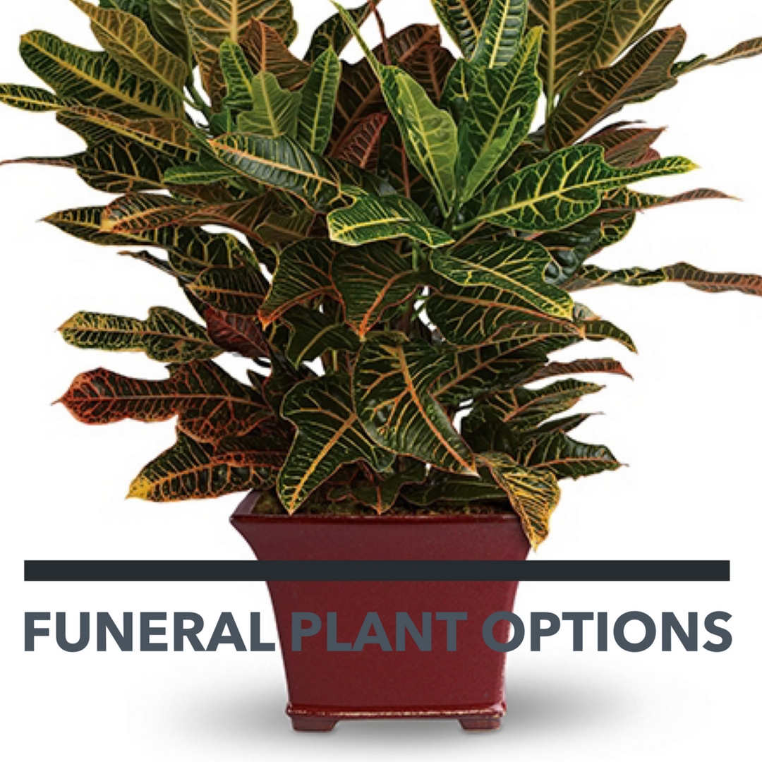plants for funerals 1