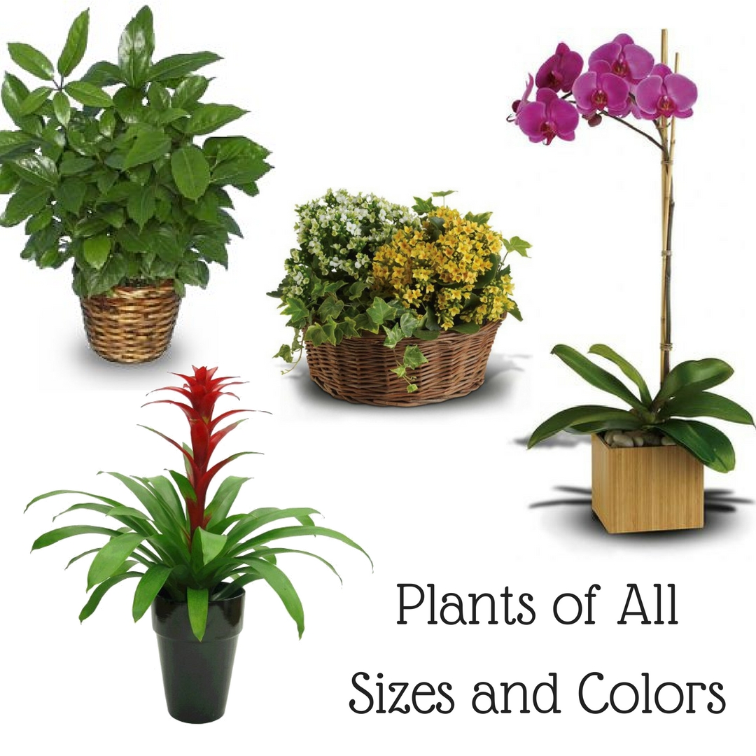 plants for funerals pasadena 1