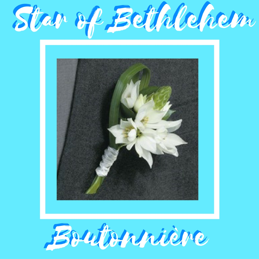 November Flower Spotlight: The Star of Bethlehem