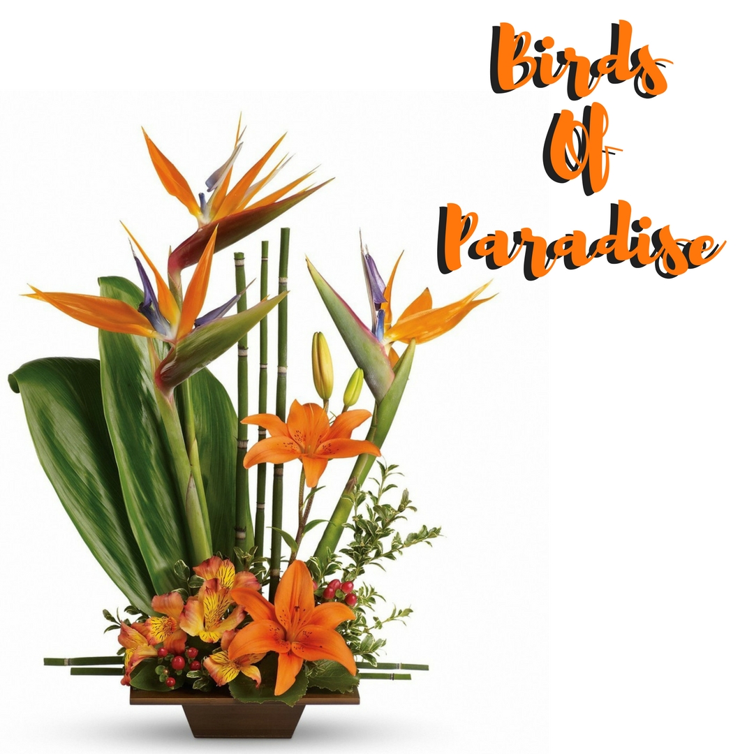tropical flower arrangements birds of paradise bouquet houston 1