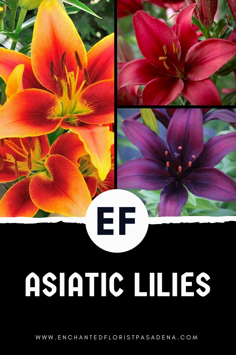 asiatic lilies from enchanted florist pasadena