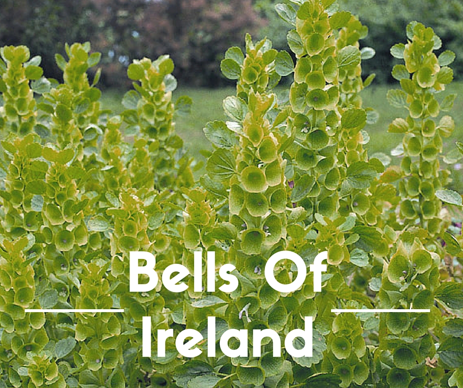 bells of ireland flowers pasadena tx