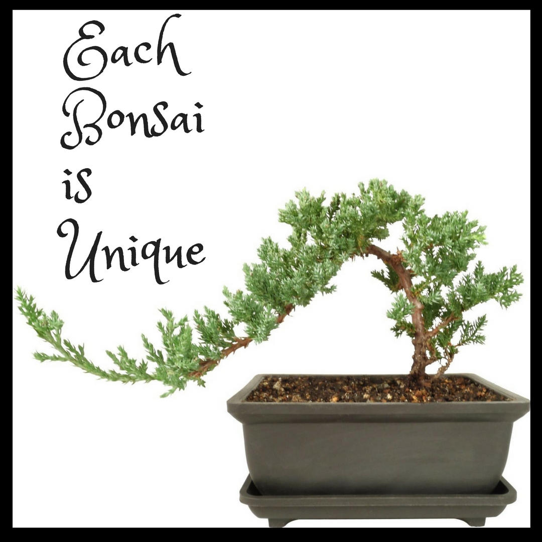 bonsai trees houston bonsais tree texas tx 1