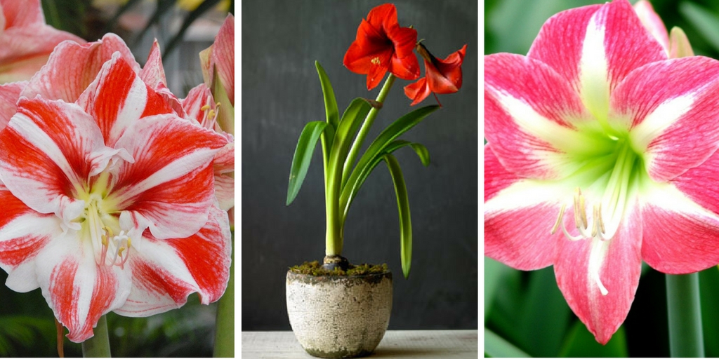 christmas bouquets with amaryllis pasadena flowers 2