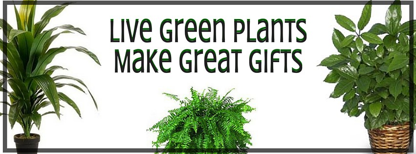 green plant gifts in Pasdena tx