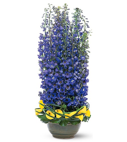 delphinium blue flowers for delivery pasadena texas 1