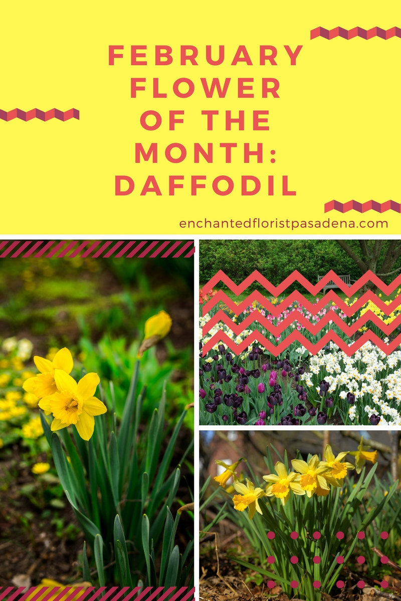 daffodil pasadena florist