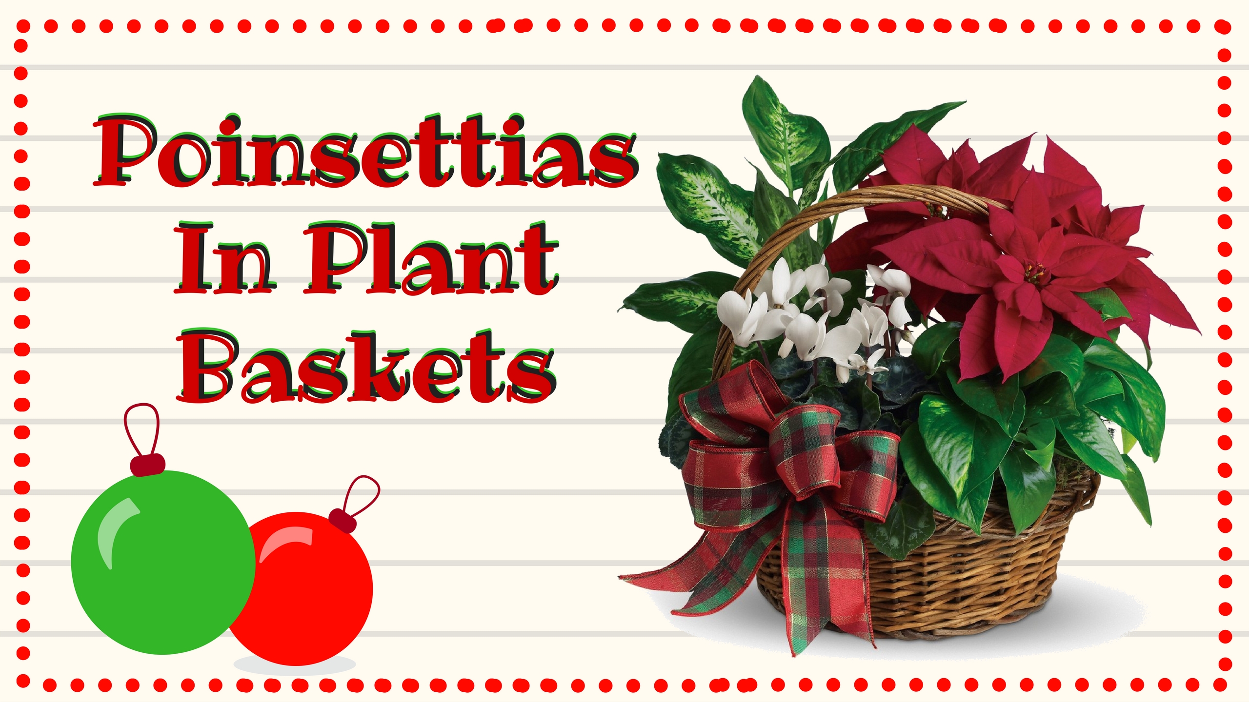 holiday christmas poinsettia plants for delivery 2