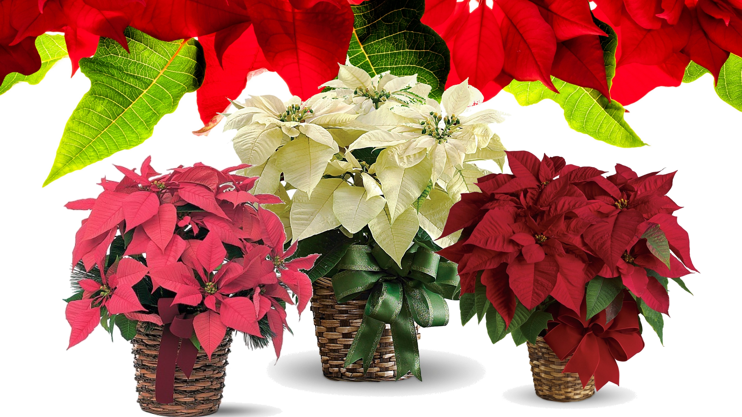 holiday christmas poinsettia plants for delivery 1