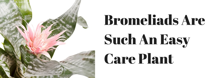 how to care for bromeliad plants in Pasadena