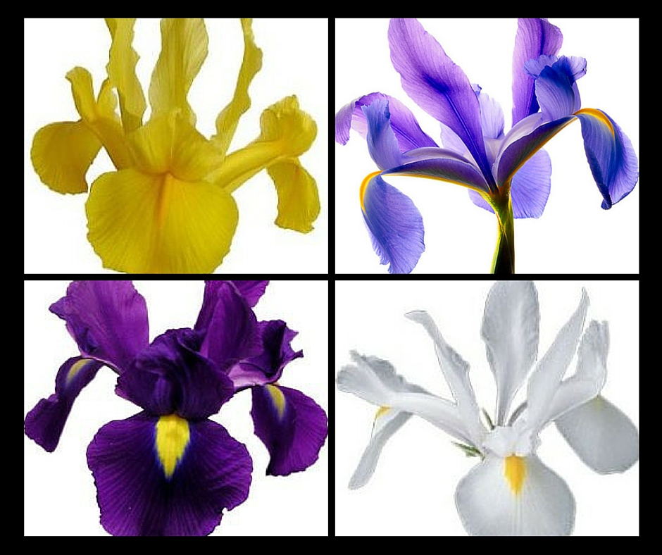 colors of the iris flower enchanted florist