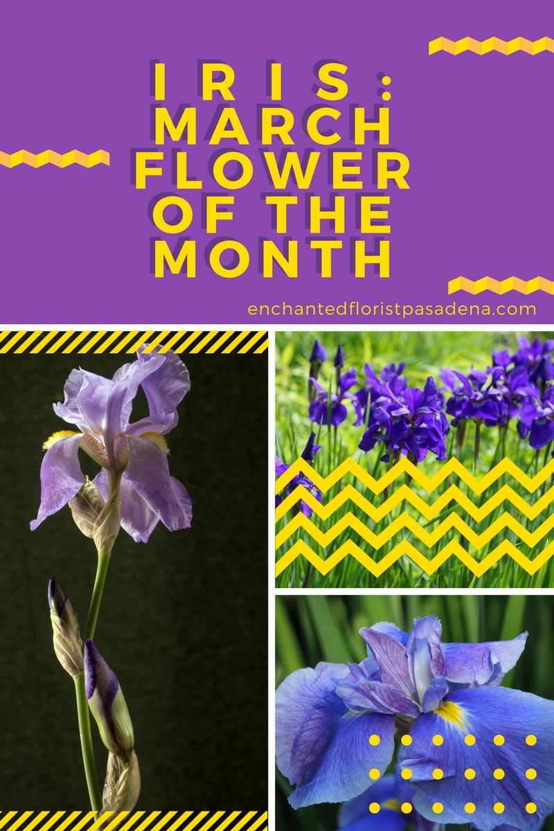 Iris March flower of the month flower shops in pasadena tx