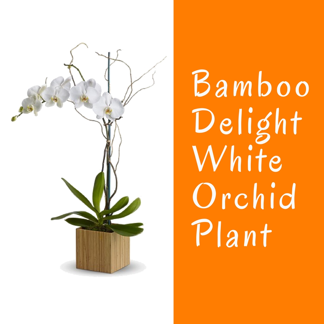 orchid planter orchids delivery houston florist 3