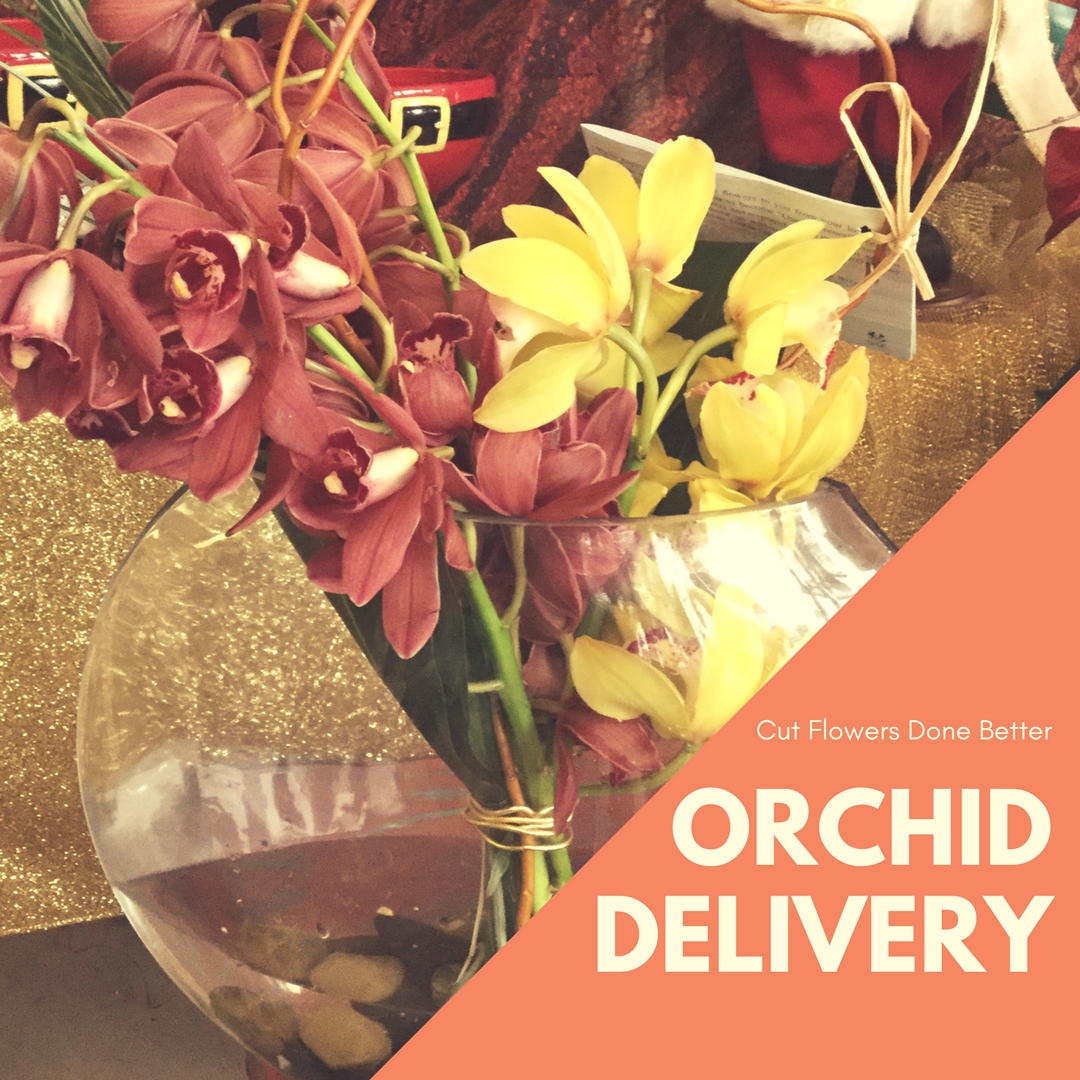 orchid delivery orchids Houston 1
