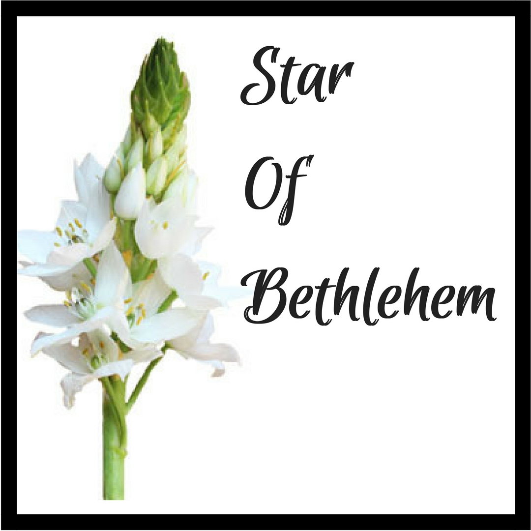 November Flower Spotlight: The Star of Bethlehem