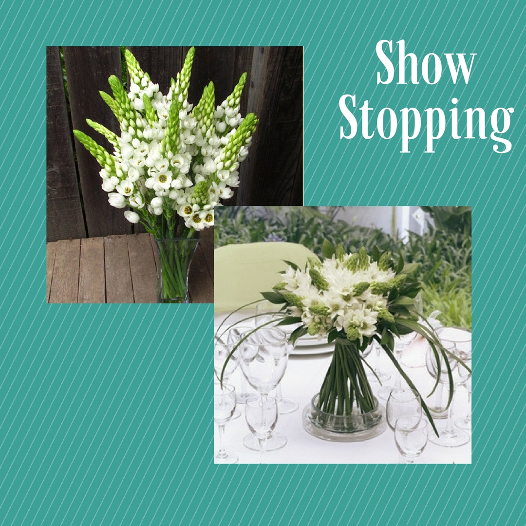 November Flower Spotlight: The Star of Bethlehem 1