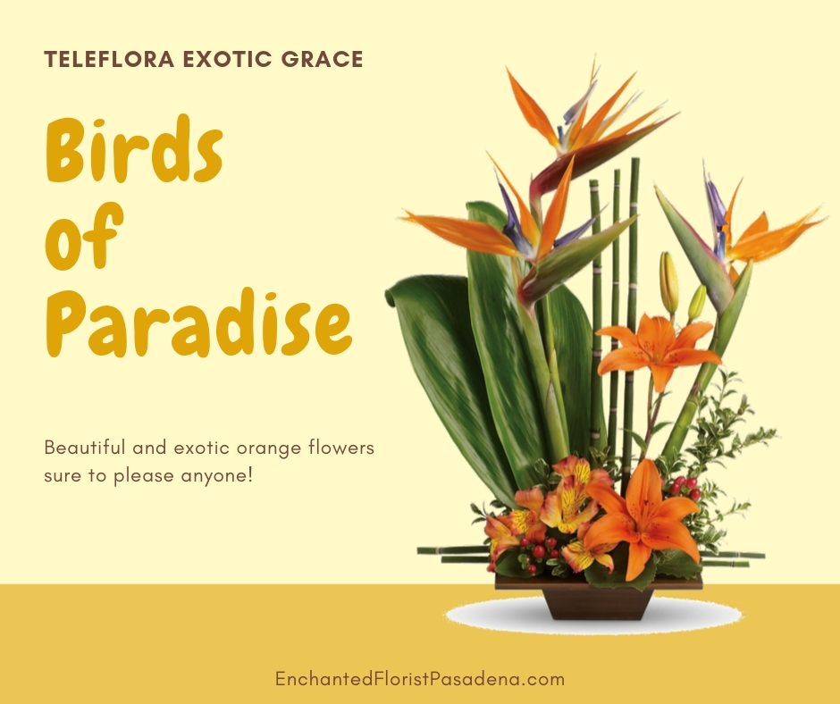Teleflora Exotic Grace Bouquet flower delivery
