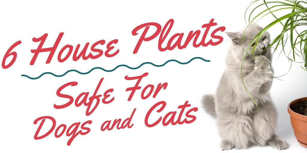 top 6 houseplants safe for dogs and cats